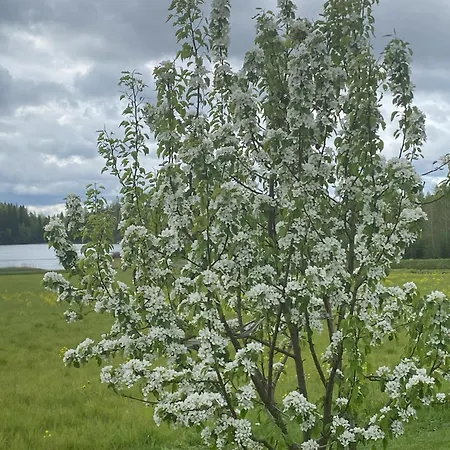 Mummon Moekki - Granny's *